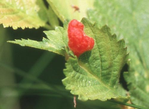 Réf. 196 871 : Tetraneura caerulescens